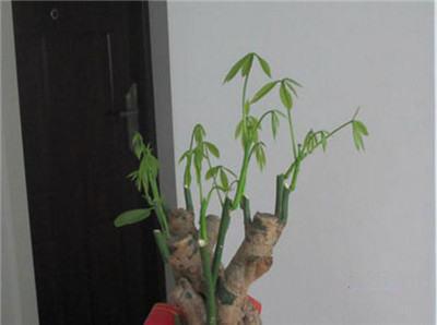 蓬莱松如何修剪成叶子？如何让叶子更繁茂
