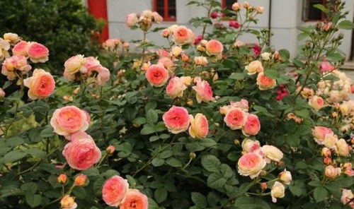 月季花修剪的艺术：让花朵按时绽放