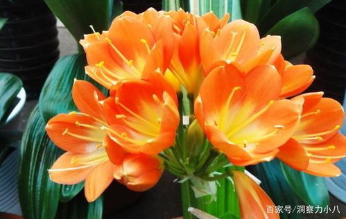 避坑清单：这些品种可别买