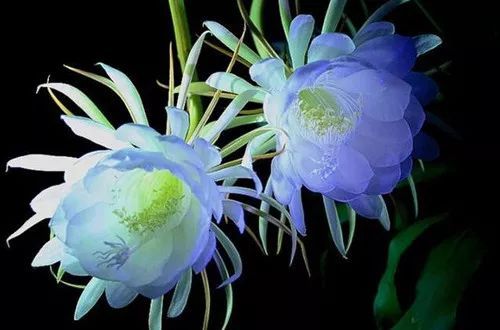 昙花该浇水了？土壤干透了吗