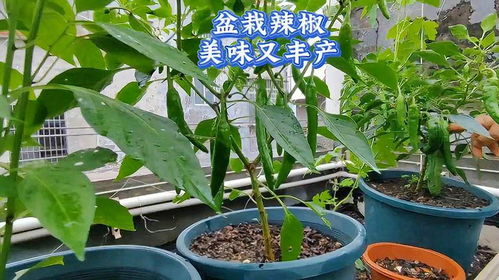 辣椒苗叶子卷曲怎么办？