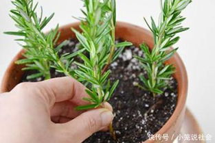 迷迭香养护指南：如何正确浇水并照顾好迷迭香植株