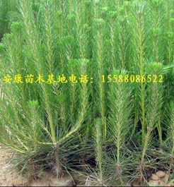 寻找雪松的宝地