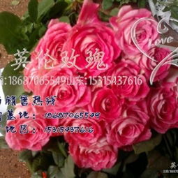 北方冬季种植切花月季的品种选择