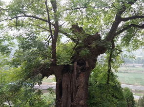 磷肥充足， 树木就“强壮”了