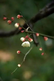 落花烂苞、叶面黄化、僵苗不长：解决花卉常见问题