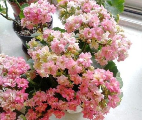 茶梅：冬日里的富贵花