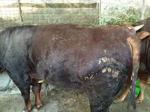 牛吃什么饲料能使其生长速度加快？