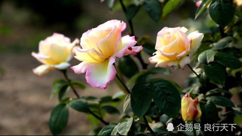 其他注意事项，不Neng忽视