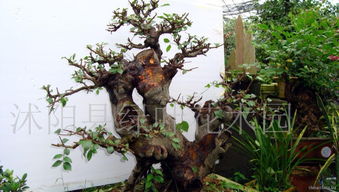 “榆树盆景制作技巧，小苗也能变美景”