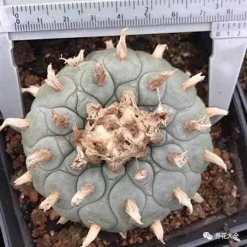 如何采集银冠玉种子？