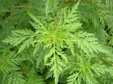 豚草是外来入侵植物，危害大