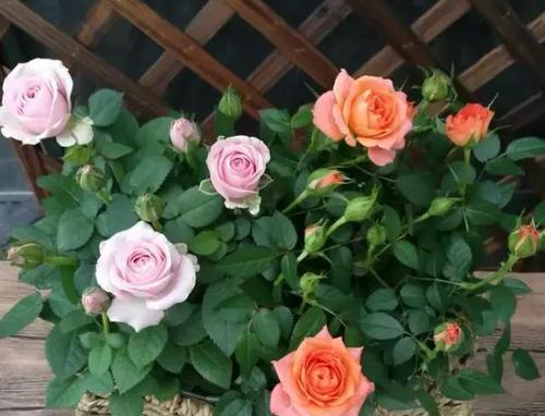 春季月季出室时间， 把握时机促生长