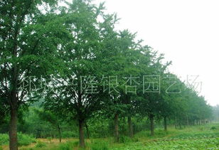 苗木商机网：B2B平台， 价格透明