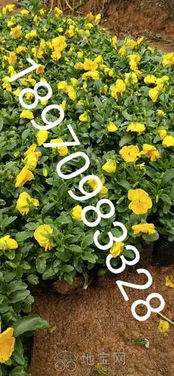 选品种，堪用途是王道