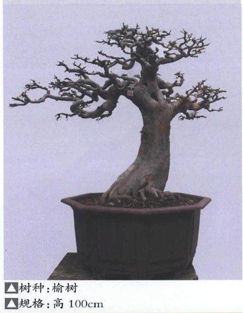 山上有哪些树桩可做盆景？梅花桩是否也能成为佳作