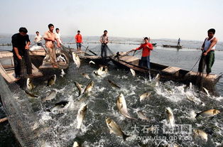 掌握鳙鱼养殖精髓：高效技术指南，引领水产业新潮流