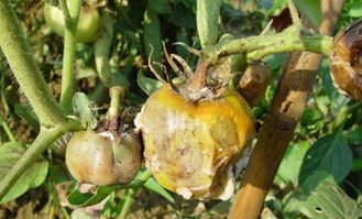 绿妃杀菌剂的使用方法