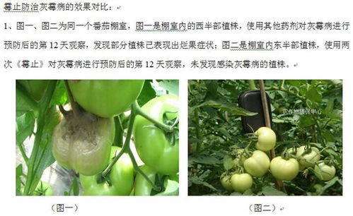 草莓灰霉病的烦恼