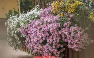 北京花友王姐的楼顶花园实测：