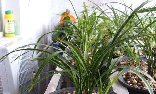 兰花修剪老叶，如何处理才能促进新芽生长