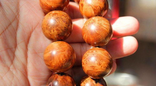 文冠果树与降龙木的奥秘