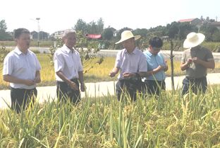 两优鄂丰丝苗水稻：一种优质水稻品种