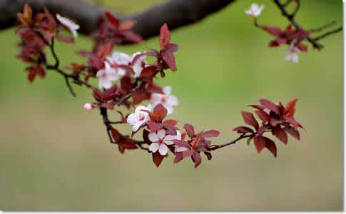 落叶小乔木 紫叶李的秘密：它是什么鬼？