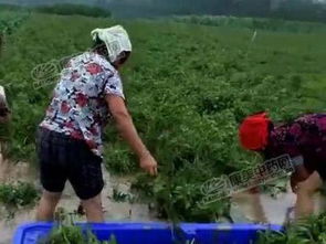 土壤松动， 有利于种子生长