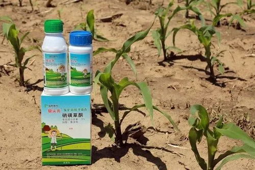 玉米苗后3-5叶期打除草剂最好