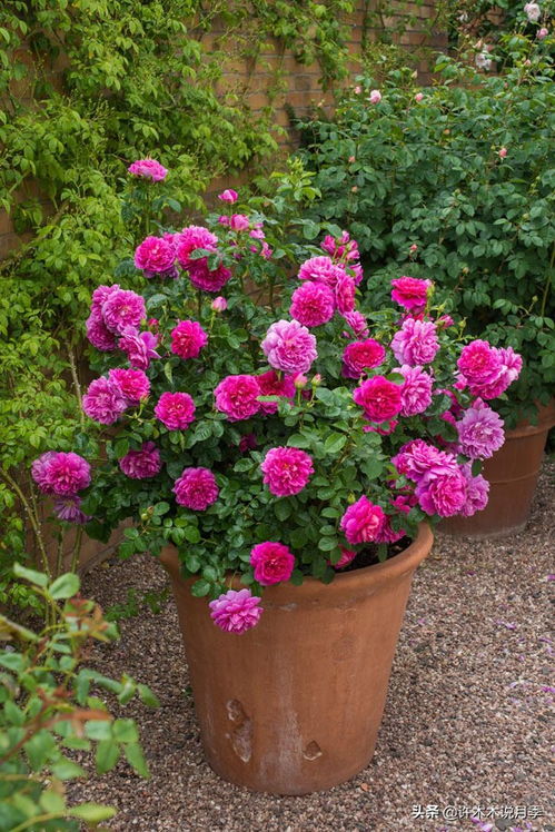 修剪技巧：冬季两广地区的秘密