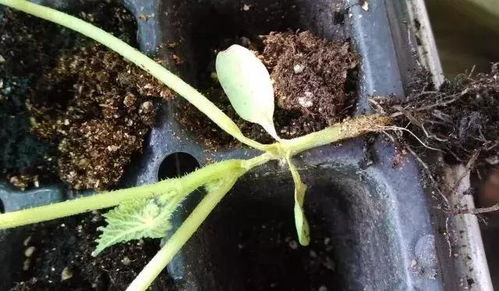 蔬菜育苗， 土壤含水量有要求