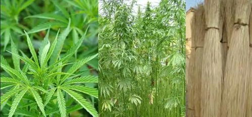 长蒴黄麻：入侵植物