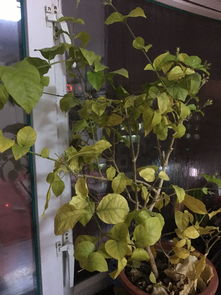 茉莉花叶子被虫咬了怎么办？有没有有效的防治方法