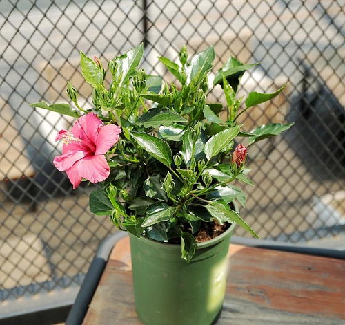 芋头种出来的盆栽