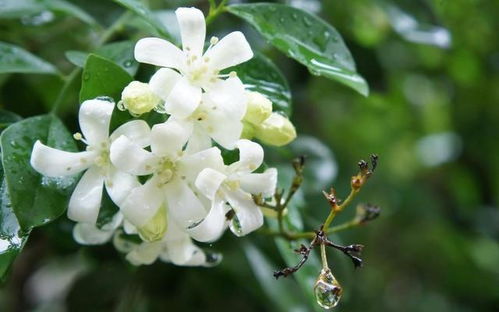 轮胎种花，步骤简单！