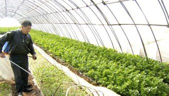 蔬菜营销模式多样