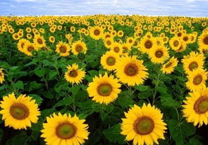 先说说这为害症状吧