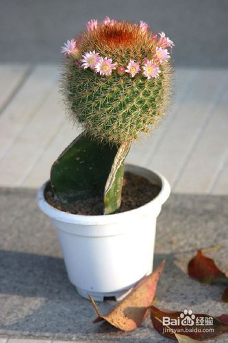 种花植物的选择