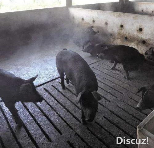 夏季高温高湿对猪场有哪些具体危害呢？