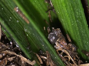 代森铵的神奇力量：灰霉病克星与水产虫害终结者