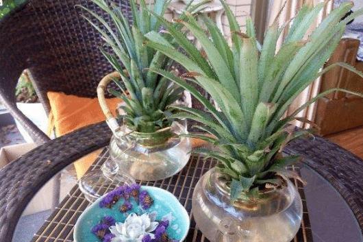 菠萝头的种植，生根的关键