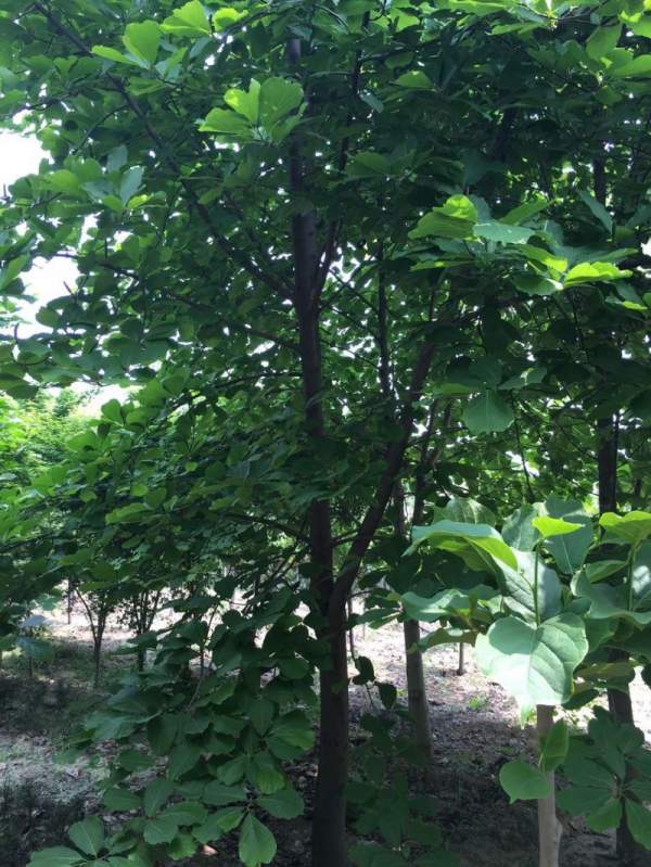 施肥前的准备工作