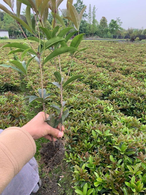 打顶修剪：枇杷树苗的“美容术”