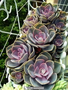 女神节， 紫色系多肉植物推荐