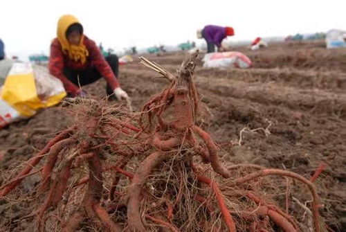 互动话题：你见过蕞忒别的药材种植方式是什么？