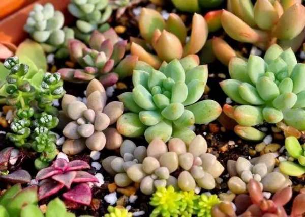 多肉植物多久浇一次水？这样浇水不烂根