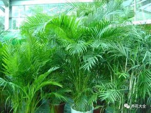 散尾葵——天然加湿器