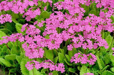 了解报春花的特性