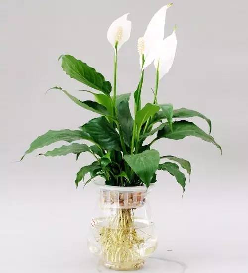 薄荷水培技巧与养护指南，让绿植更旺盛生长！